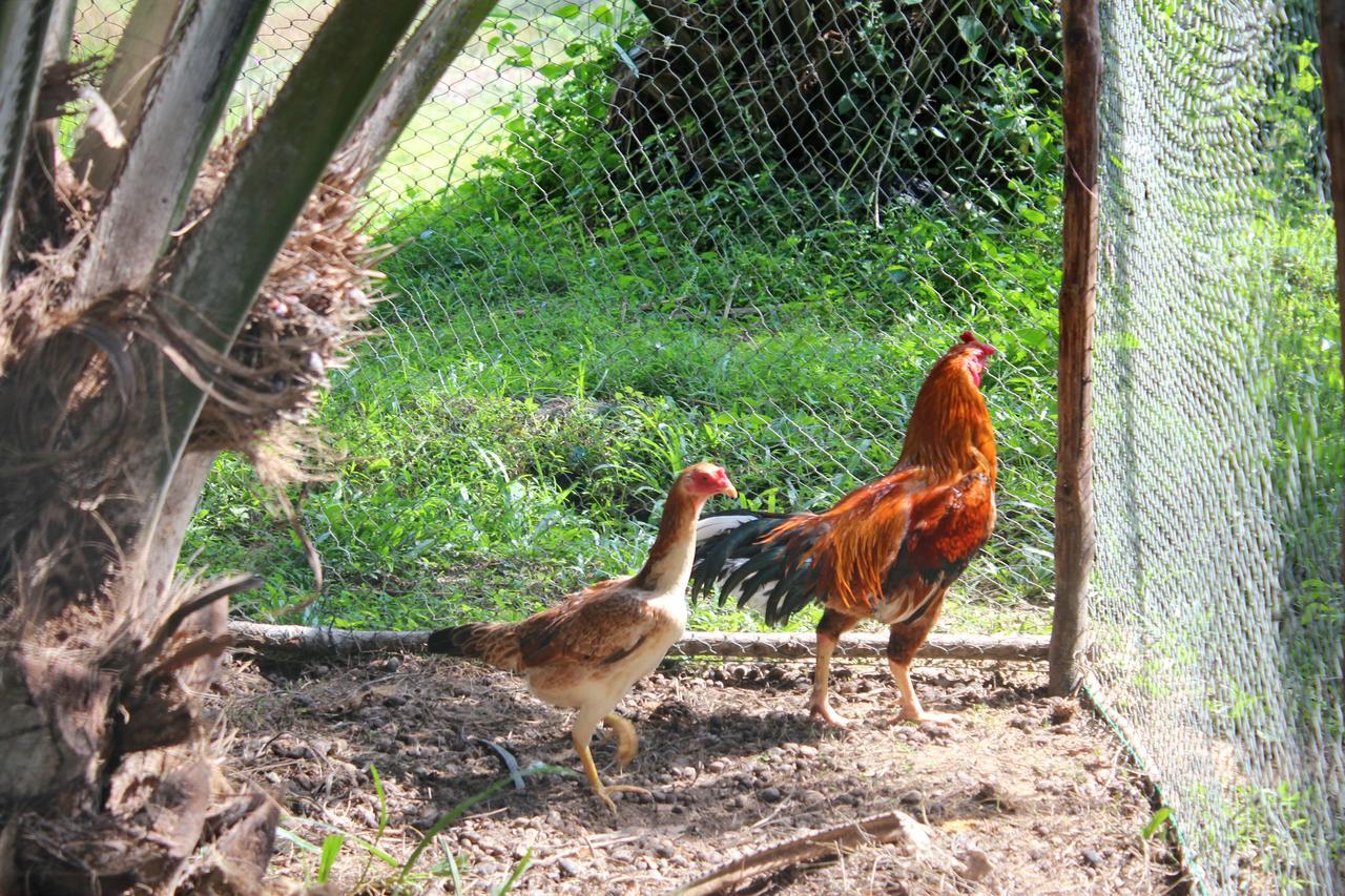 Yaoisland Resort And Farm Ko Yao Esterno foto