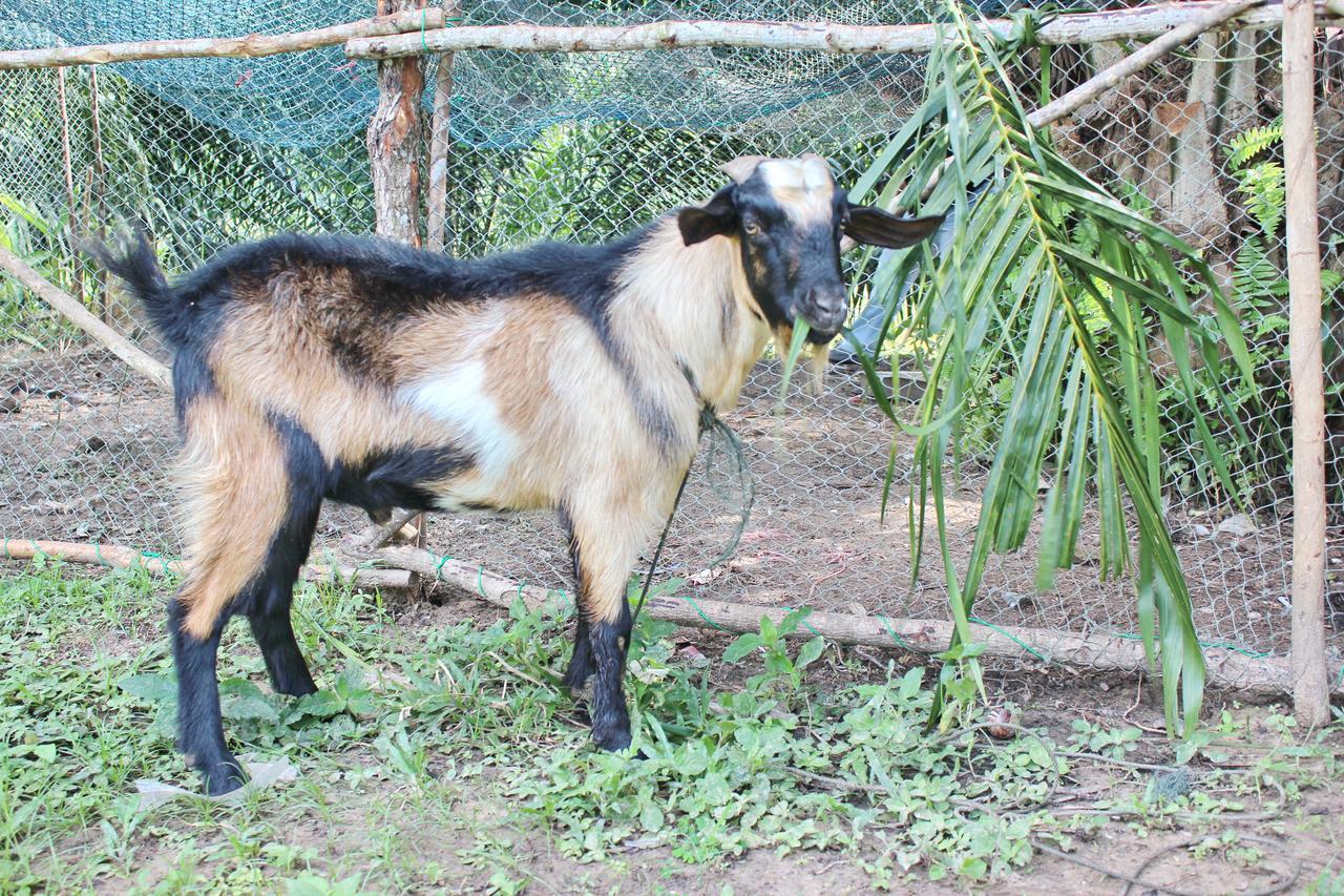 Yaoisland Resort And Farm Ko Yao Esterno foto