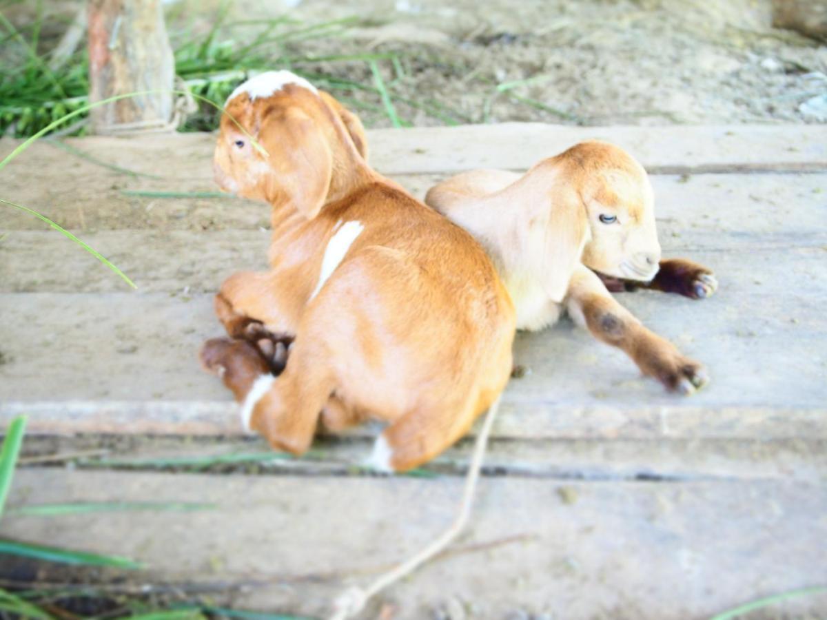 Yaoisland Resort And Farm Ko Yao Esterno foto